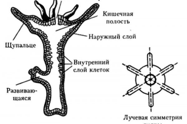 Tor kraken маркет